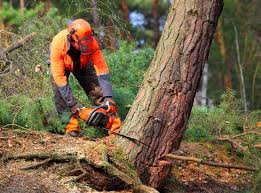 How Our Tree Care Process Works  in  Hawley, PA