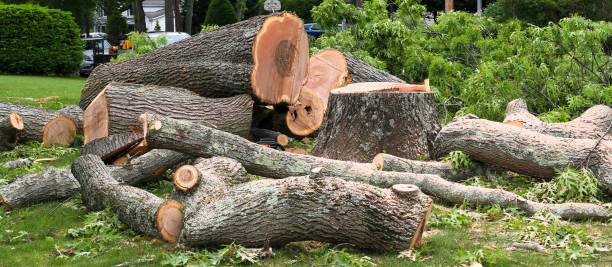 Best Leaf Removal  in Hawley, PA